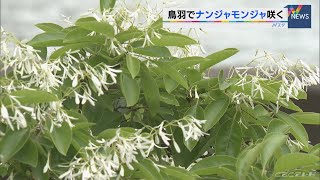 花が咲くのは数年に一度　ナンジャモンジャの白い花が見ごろ　三重・鳥羽市