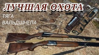 ЛУЧШАЯ ОХОТА // Тяга вальдшнепа!!!