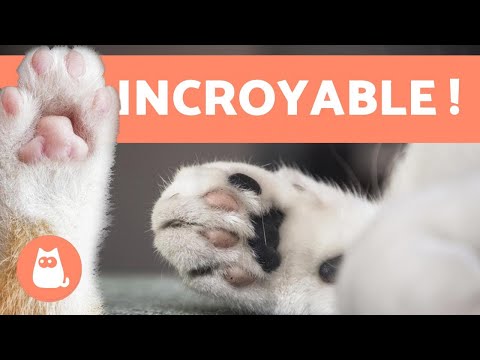 Vidéo: Comment Fonctionnent Les Pattes De Chat