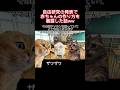 【猫ミーム】自由研究の発表で赤ちゃんの作り方を暴露した話！ww #shorts #猫ミーム #猫 #猫マニ #実話 #学校
