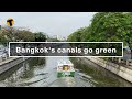 Bangkok's canals go green