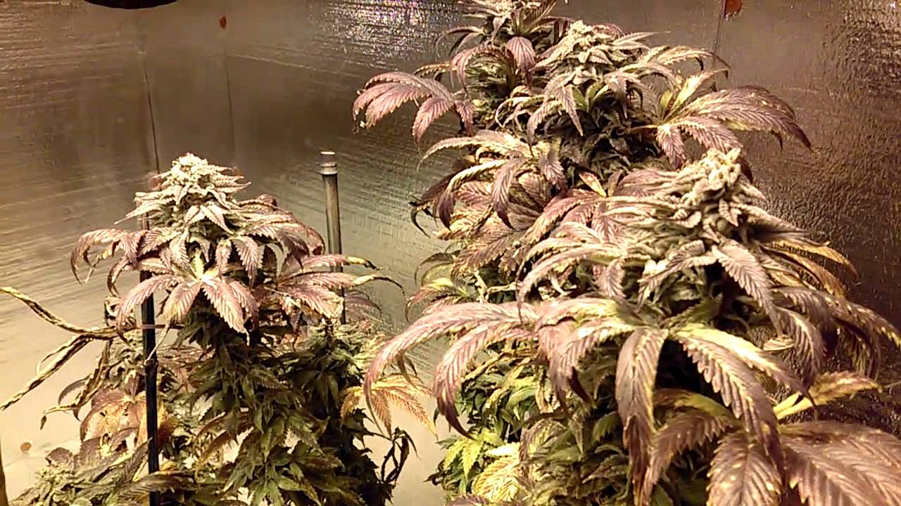 Fruity Pebbles O.G. (day 58)