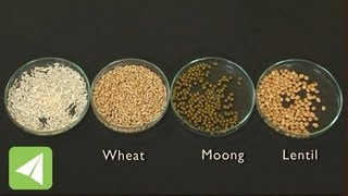 This video describes one way of distinguishing between foods that
originate as plant seeds. rice, wheat are monocotyledonous grasses
with a large number s...