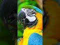 ¿Podemos detener la Extinción de los Animales en Peligro?