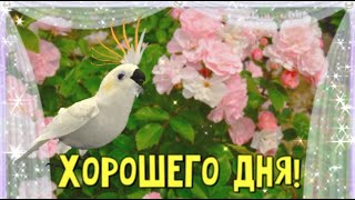 Хорошего дня и отличного настроения! Музыкальная открытка!