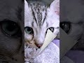 ルナのふみふみ 昔と今を比較してみた! #マンチカン #ジェネッタ #短足