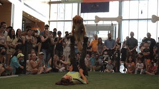 Fennec the Duck Tolling Retriever - Canine Freestyle Dance by Mix Match Dog Trick Tutorials 1,514 views 1 year ago 2 minutes, 9 seconds
