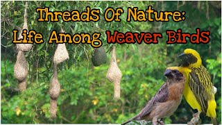 Download Lagu Burung Penenun dan Tetangganya MP3 Download Lagu Burung Penenun dan Tetangganya MP3