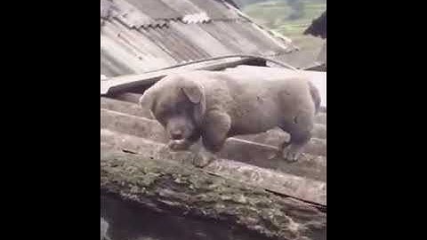 Gấu Mèo Bắc Mỹ ( Gấu Mông Cộc ).