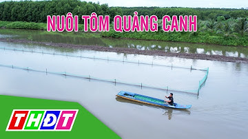 Nuôi tôm quảng canh - thích ứng môi trường tự nhiên | Thủy sản hội nhập - 27/10/2022 | THDT