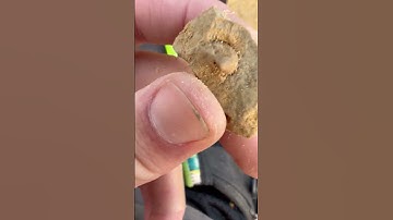 Bivalve fossil (can you find it) - Short 159