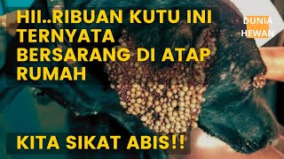 6 Tips Membasmi Kutu Dan Caplak Anjing Dan Kucing Permanen