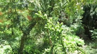 Taxus baccata 'Amersfoort' tis červený