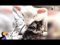 Cat Wants To Be Wherever Her Favorite Lamb Is - DORA & CHARLIE | The Dodo Odd Couples