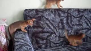 Абиссинские котята. Абиссинские котята.