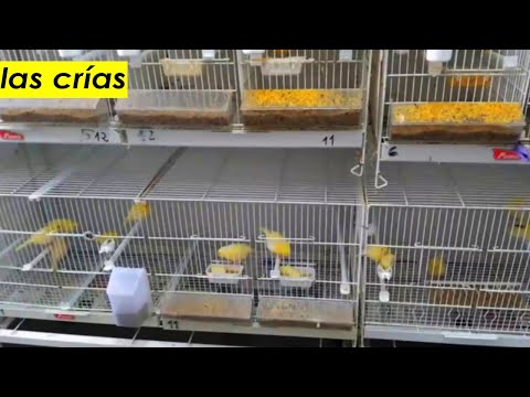 Como Enseñar pájaros pichones a comer solo (MUCHO MAS RÁPIDO)
