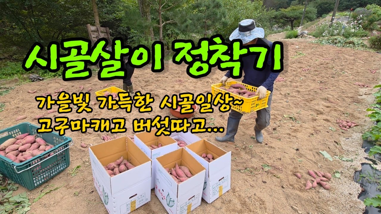 가을빛 가득한 시골일상 ㅣ고구마캐고 버섯따고 ㅣ풀거름만들기 ㅣ야외테이블설치 ㅣ석축 풀뽑기