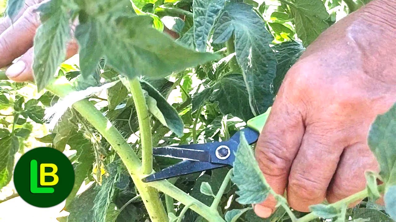 Vreme je za OREZIVANJE PARADAJZA. Zašto je ovo važno?