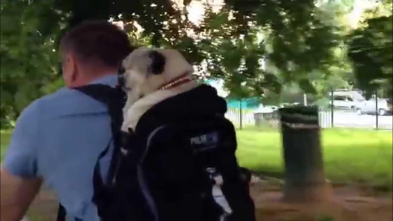 Мопс на байке
