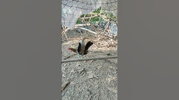 trống mái tơ🐓 #thứcgàrừng86 #gàrừngrặc #gàrừngtaitrắng