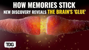 From Short-Lived to Lifelong: The Chemical 