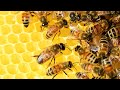 Медовый цветок,Фильм СССР о пчеловодстве