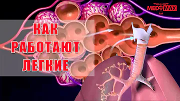 Как работают легкие ?