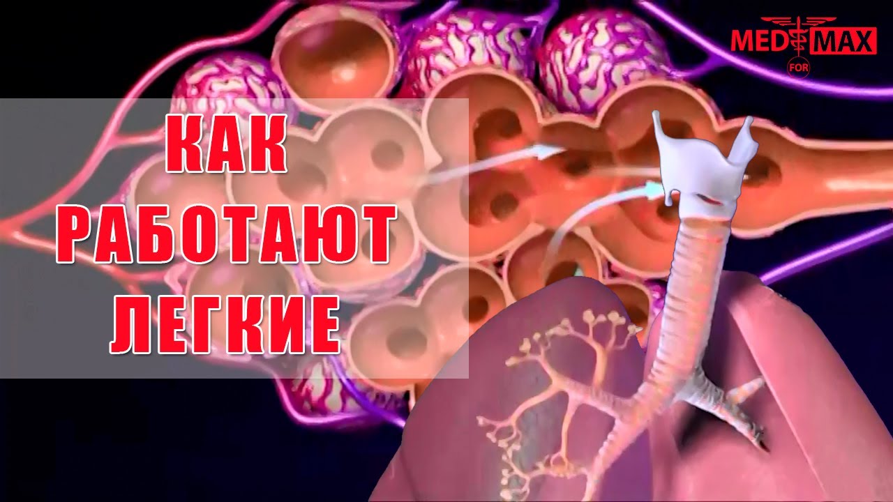 как человек дышит легкими