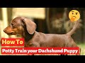 How to Potty Train a Dachshund puppy? The Easiest method Possible...
