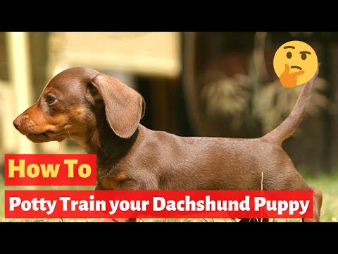 Video: Paano Pakainin Ang Isang Dachshund Puppy