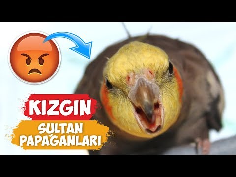 Kızgın Sultan Papağanı Videoları Derlemesi! | [2018 Derleme]