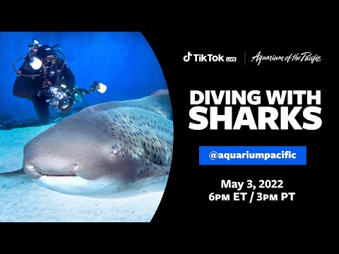 TikTok Replay: Diving With Sharks