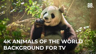 4K World Animals & Wild Sounds | 4K Wild Animals Relaxing Film | Wildlife Animals ScreenSaver