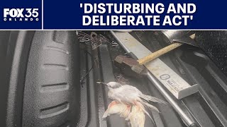 Birds Killed By Vehicle Fwc, U.s. Fish & Wildlife Investigating Dozens Of Deaths At Port Canaveral
