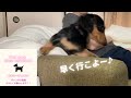 【ミニチュアダックスフンド】むむ。GW中は、公園空いてて、いいー♪#ミニチュアダックス #kawaii #犬