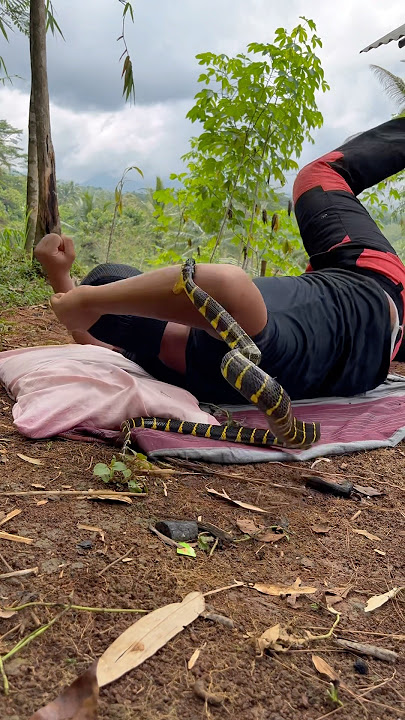 Di gigit ular saat tidur siang 🥲 #jejaksiaden #ularbesar #snake