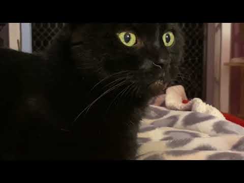 Buddha Update - #catwithcancer