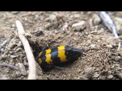 ცვალებადი სამწიფარა ( mylabris variabilis ♀️ )