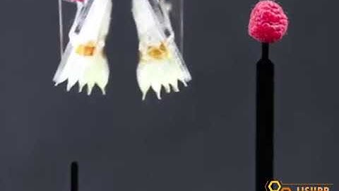 Snippet New robotic gripper combines two types of soft robot