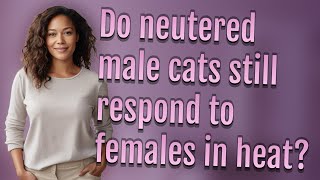Do neutered male cats still respond to females in heat?