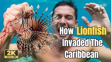 The Predator with No Rivals: Lionfish Invasion
