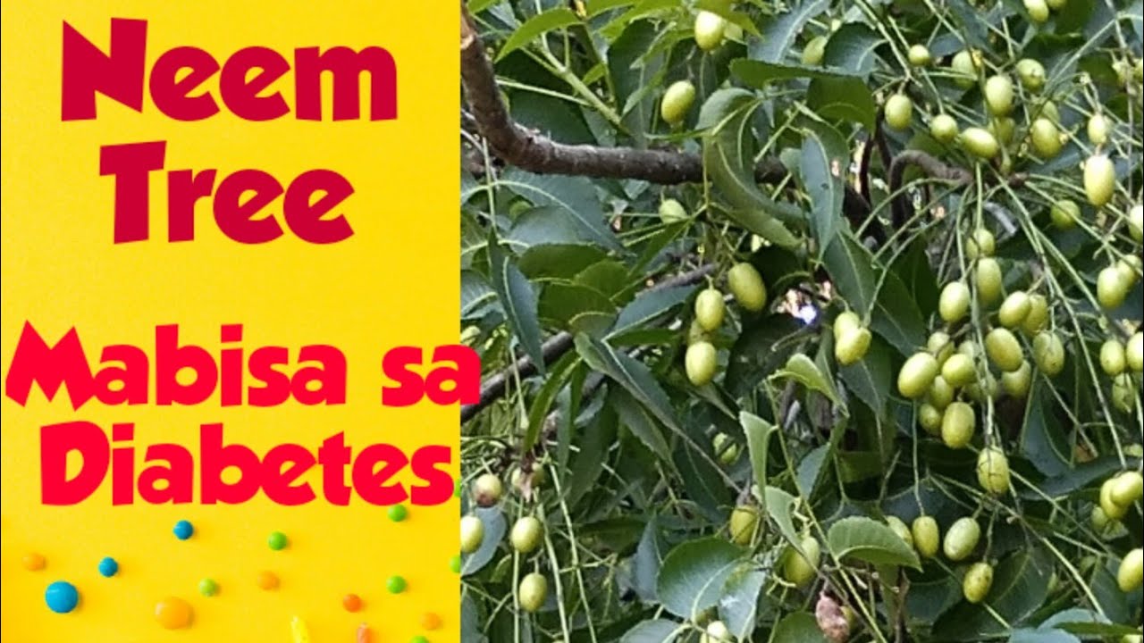 Neem Tree / Mabisa sa Diabetes YouTube