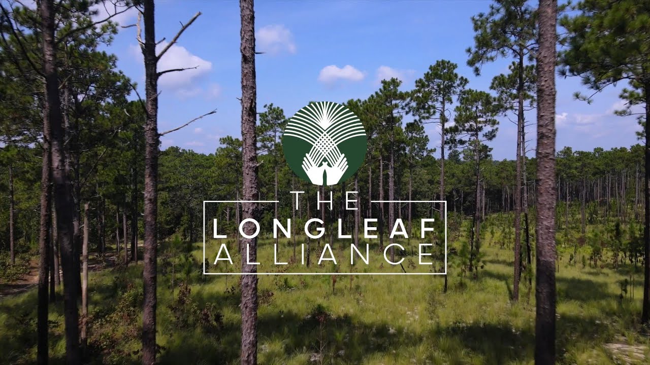 We are The Longleaf Alliance