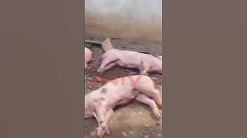 Ớn lạnh phát hiện hàng tấn thịt lớn chết bên trong 1 lò giết mổ động vật ở Đồng Nai #antv #shorts