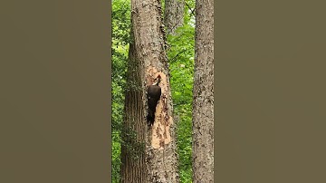 Woodpecker Removing Tree Bark. #God #youtubeshorts #youtube #youtubevideo #love #nature #new #video