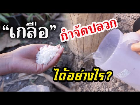 "เกลือ" กำจัดปลวก! ได้อย่างไร? มีคำตอบให้ครับ