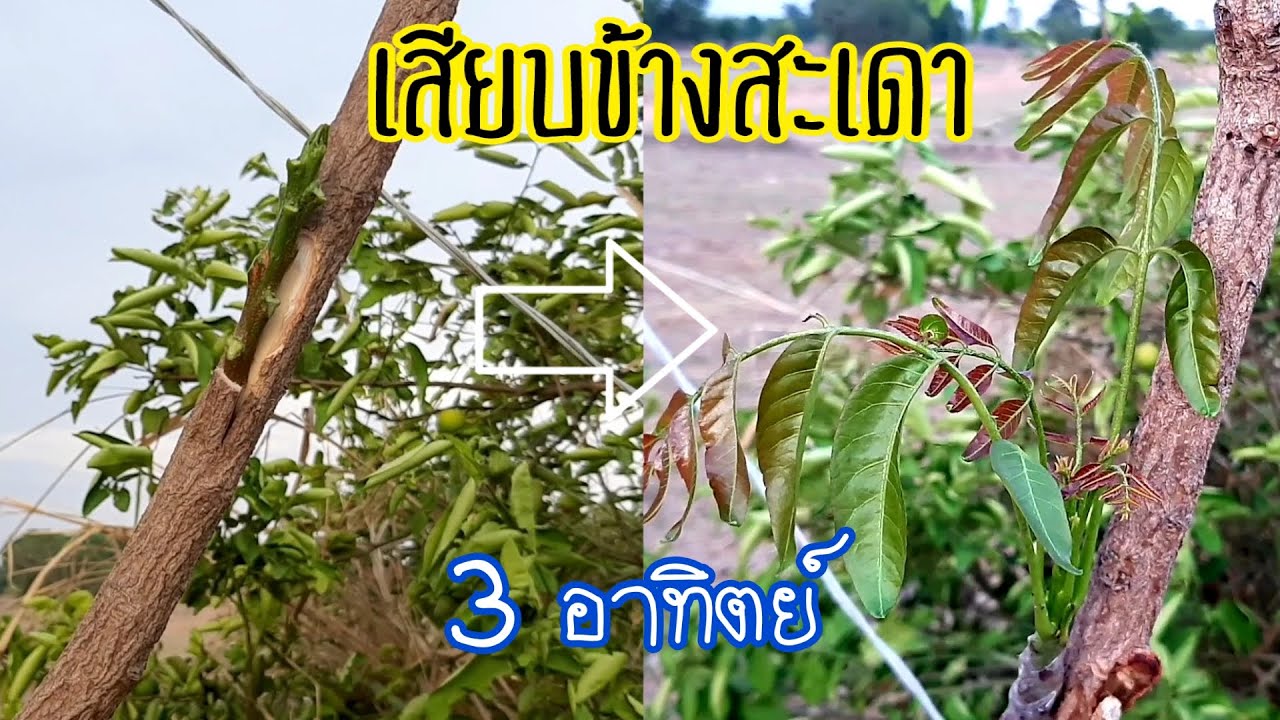 เสียบข้างสะเดา ติดง่าย ติดทุกยอด