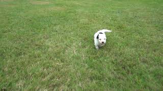 Miss Bella's Puppy E1 by PWD's at Oak Creek Farms 52 views 3 years ago 17 seconds