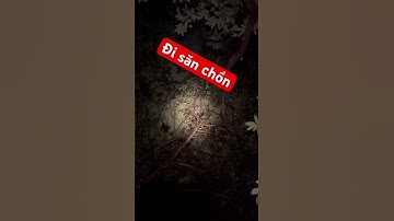 Săn chồn ban đêm