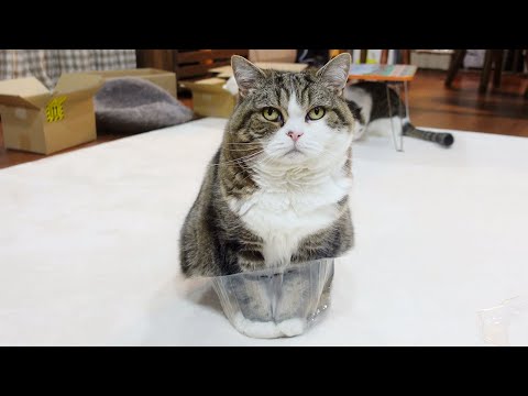 お手本が豪快過ぎるねこ。-Maru's model is too dynamic.-